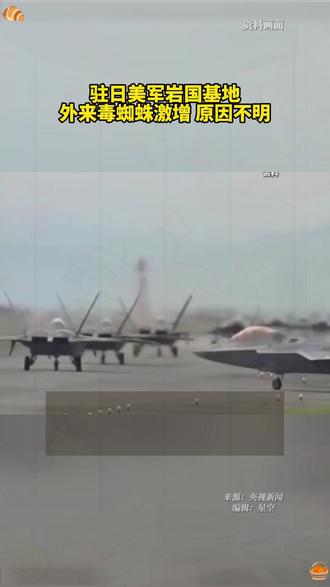 驻日美军岩国基地外来毒蜘蛛激增 原因不明