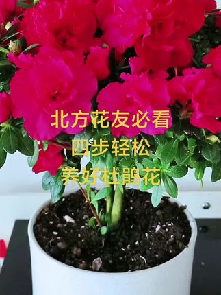 #分享家庭养花知识 #杜鹃花