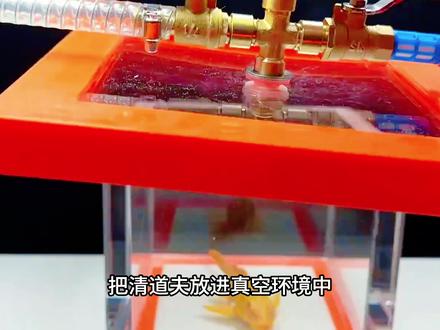 集帅们可以学一下#清道夫 #清道夫奇葩试验 #清道夫鱼 #清道夫消灭计划