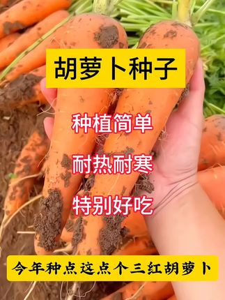 #胡萝卜种子 #胡萝卜种植 #增产增收 #种植小技巧 #优质农产品
