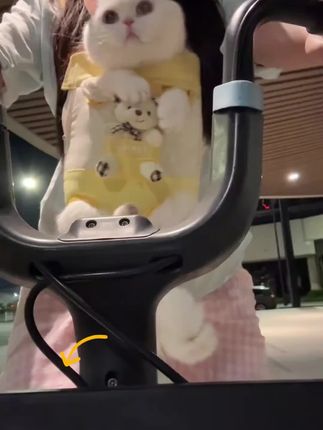 宠物背包猫包猫咪中小型犬携带胸前出行泰迪比熊#萌宠成精了 #萌宠 #萌宠出道计划 #萌宠日常记录 #萌宠好物