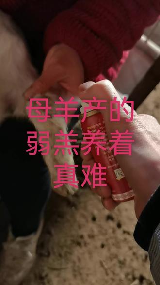 #原创#正能量#养殖分享#羊仔
亩羊“饿货”产这俩羊仔,强壮的那一个它提醒吃奶很勤,弱羔出生前腿就瘸,母羊看不起它不让它吃,喂奶粉加打针治疗十多天后,腿瘸明显改善,母羊才接受它让它偶尔吃几口,早晨和晚上还需要喂弱羔两次奶粉贴补一下,唉,真难摆置!