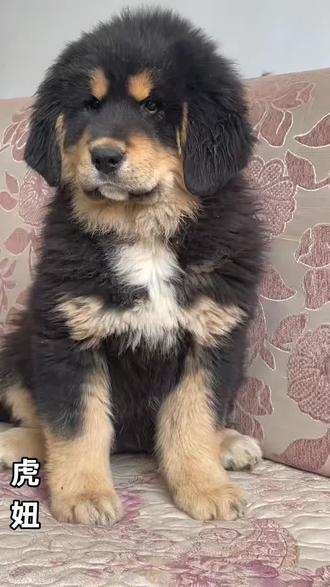 獒王虎子跟牧区一代獒缘宝的女儿虎妞,原始特征非常明显,标准的河曲原生藏獒#河曲原生藏獒#牧区藏獒