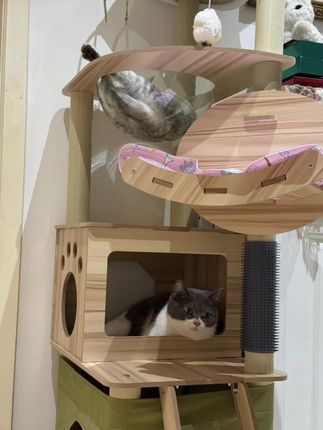今天是不开心的小猫#猫猫的迷惑行为 #治愈猫咪 #猫咪的迷惑行为 #萌宠