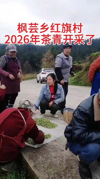 春风拂茶山,新芽满枝头。2026红旗村茶青正式采摘,邀您赴一场春日茶约,在绿意里治愈所有疲惫#体验采摘 #看红旗村茶海 #上热门