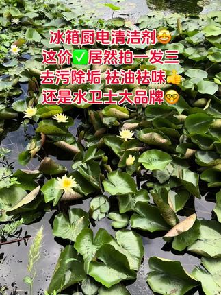 #冰箱清洗 #冰箱清洁剂 #厨房好物 #好物推荐 #超便宜超划算