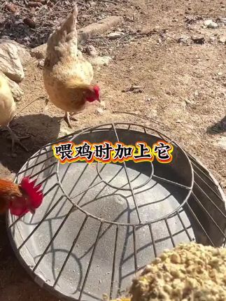 #养鸡 #科学养鸡 #驱虫 #农村养鸡 喂鸡时加上它,鸡体内外寄生虫都不见