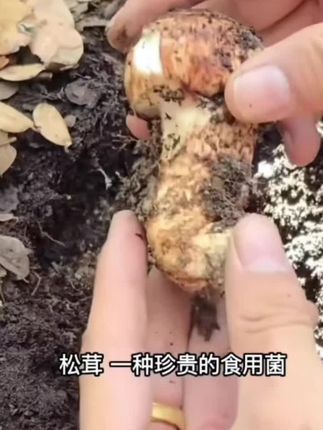 #强烈推荐 #抖音新农人 #抖音推广 #抖音助农扶农 #新农人计划