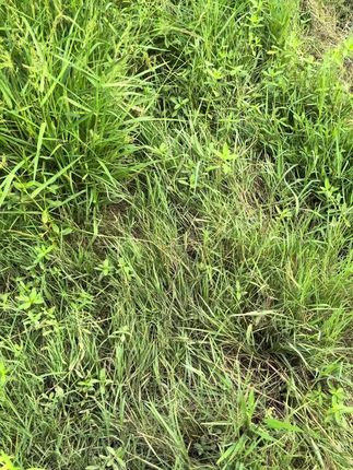 抓住最热的一天 ,来农户家拍棉花#农村生活记录 #基层工作 #日常分享