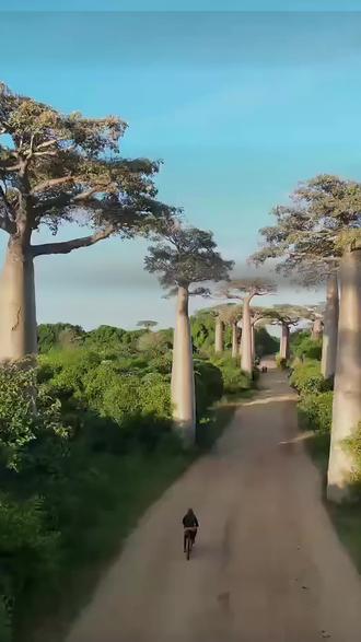 带娃云游非洲🌍马达加斯加!解锁猴面包树绘画技巧 #美术课堂 #绘画 #画画 #创意儿童画 #南京行知美育