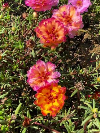 漂亮的花花你喜欢吗?
