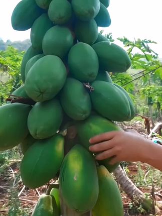 美食推荐广西 香辣木瓜丝,#新࿆鲜࿆采࿆摘 #太好吃了 #好吃到停不下来 #快来一起尝个鲜