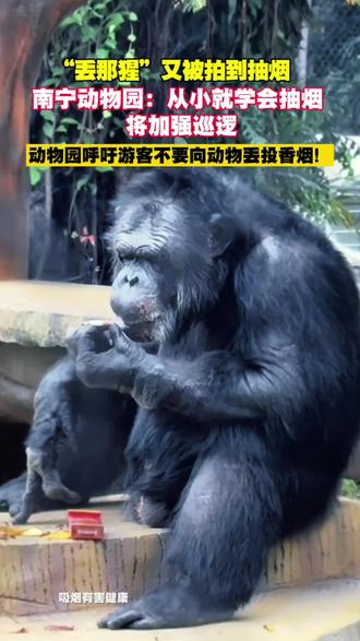 “丢那猩”又被拍到抽烟
南宁动物园:从小就学会抽烟将加强巡逻
动物园呼吁游客不要向动物丢投香烟!#丢那猩 #动物园
#南宁 #游客
