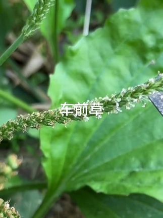 车前草#好东西一起分享给大家