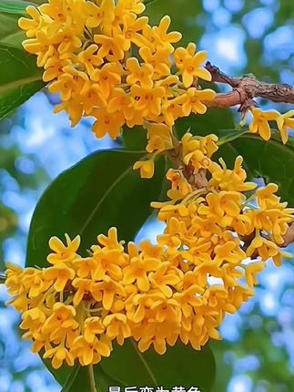 如果只能种一棵桂花,那就种四季桂吧!#园艺 #庭院设计 #桂花 #四季桂