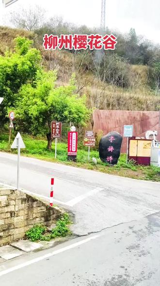 等到春花再度盛开,樱花谷打卡#樱花季 #樱花开了