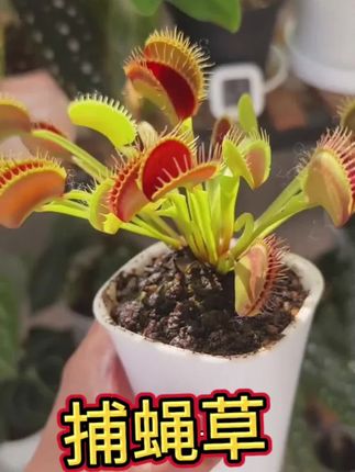 有趣好玩,还能给孩子增长知识,快来养一盆#捕蝇草 #捕蝇草怎么消化昆虫 #猪笼草 #科普知识 #绿植盆栽