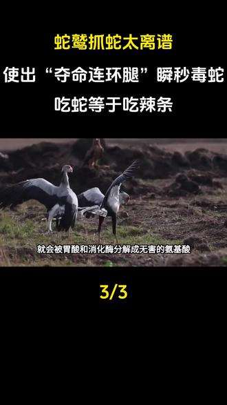 蛇鹫抓蛇太离谱!使出“夺命连环腿”瞬秒毒蛇,吃蛇等于吃辣条#科普#科普一下#科普知识#科普故事#奇闻奇事