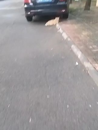 早上好家人们🌹早晨下了点雨来稍微有点晚胖虎又跟我着急了,他们每天的等待,就是为了能够吃饱肚子,吃饱了找一个我们人类没有用的地方睡觉去,只要人类不伤害他们,他们就不会有伤害希望不爱请不要伤害🙏🏼