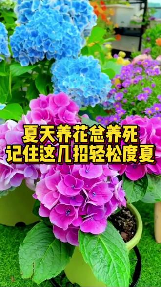 夏天养花别瞎折腾!掌握这几个技巧,越养越旺盛#夏天养花技巧 #家庭养花干货 #新手养花入门 #夏季花草养护 #养花避坑攻略