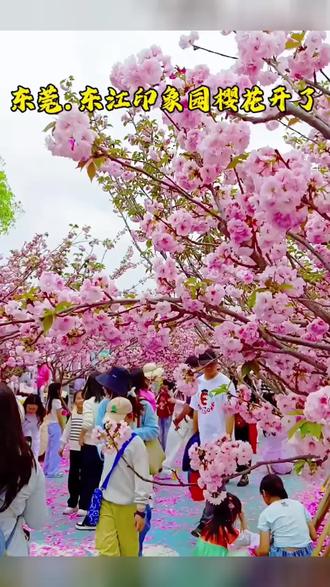 #东莞踏春赏花好去处,东江印象园樱花季,3月21日盛大开园,快带朋友来感受浪漫的樱花。#东江印象园 #樱花季 #拍照打卡圣地 樱花节网红打卡地#东莞好玩的地方