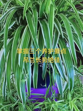 #分享家庭养花知识 #吊兰