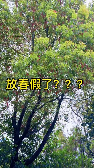 #春假 幼儿园的春假你们都放几天?#春假倒计时 #幼儿园