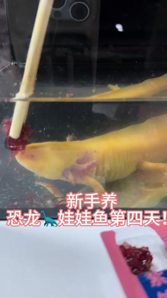 新手养恐龙娃娃鱼第四天!!!
我已经开始准备入门了!!!家人们换水注意事项有没有啊~#养鱼日记 #娃娃鱼 #六角鱼