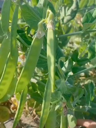 荷兰豆甜豌豆种子四季甜蔬菜豌豆种籽孑籽种莱蚕豆菜籽尖碗豆