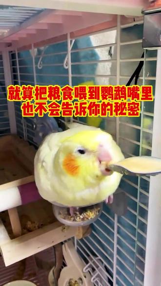 就算把鸟粮喂到鹦鹉嘴里也不会告诉你的秘密 #鹦鹉 #萌宠出道计划 #鹦鹉鹦鹉萌萌哒逗鹦鹉 #萌宠