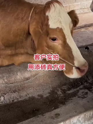 牛羊吃土舔毛异食癖缺盐#牛羊添砖 #牛羊高级添砖 #牛羊异食癖