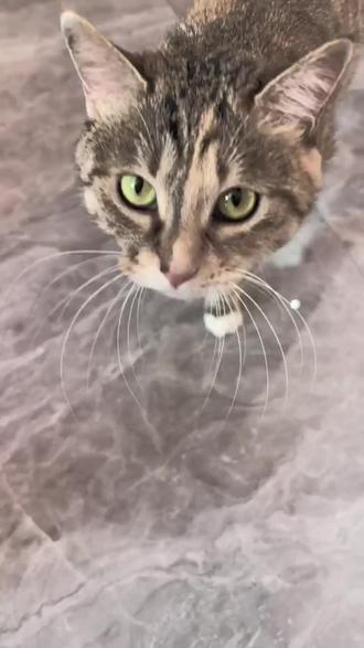 哦哟,富婆哦~#小猫 #可爱 #爱你老己