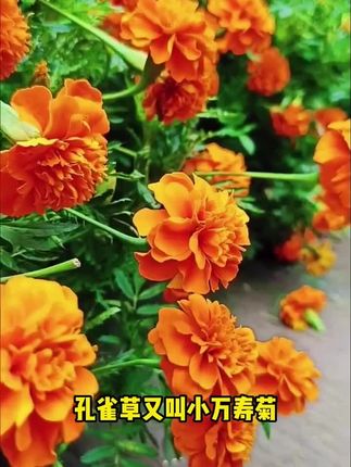 #孔雀草 #花海 #花开富贵好运来 #我的花花草草🌸🌸