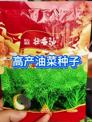 高产杂交油菜种子~壮香油#强烈推荐