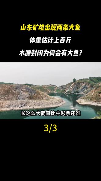 山东矿坑出现两条大鱼,体重估计上百斤:水源封闭为何会有大鱼?