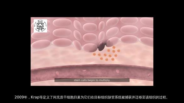 干细胞的归巢效应#知识科普