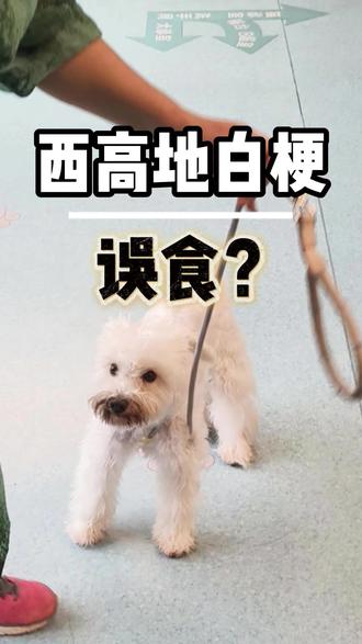 小狗误食驱虫药? #狗狗误食 #狗狗偷吃 #瑞派宠物医院 #瑞派明德宠物医院 #福州宠物医院