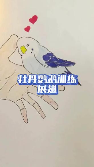 牡丹鹦鹉展翅训练! #鹦鹉 #鹦鹉小白 #鹦鹉日常 #训鸟高手 #手养鹦鹉