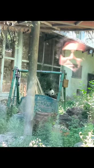 bro,神图有了!!
#神图 #大熊猫 #科普冷知识