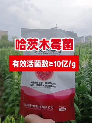 土壤板结?病害反复?哈茨木霉菌来“松土+预防”双效护根超给力!