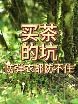 “防弹衣都防不住”#喝好茶 #茶叶 #好茶推荐 #每日一茶 #茶