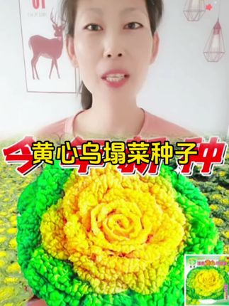 #乌塌菜 #黄心乌塌菜 #乌塌菜种子 #蔬菜种子 #农村生活