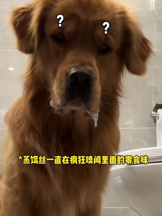 哐哐:学按钮好难哦… #金毛 #比格犬 #杰克罗素梗 #好朋狗