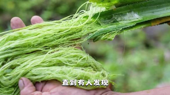 菠萝皮别扔!能长草、做皮鞋、洗衣服 叶子做皮革,果皮变清洁剂,冠芽长新草。下一口菠萝,别只吃果肉 #菠萝 #菠萝纤维