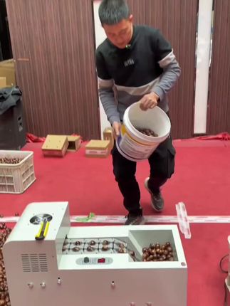 2025年新鲜现摘现发的新鲜栗子,每年7月份熟,生吃脆甜,煮熟粉糯香甜的。#板栗 #新鲜生板栗 #生板栗 #新鲜板栗上市