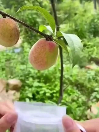 防虫防鸟果蔬套袋,能预防虫鸟,减少病害发生,减少农药使用量,还能重复使用#套袋#水果套袋#病虫害防治#果园管理#三农