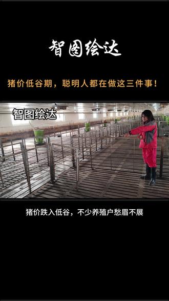 猪价低谷期,聪明人都在做这三件事! #猪场规划设计#养猪技术#猪价行情 #猪场建设