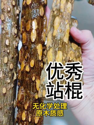 鹦鹉站棍推荐花椒木!#鹦鹉 #宠物鸟 #花椒木 #鹦鹉站棍