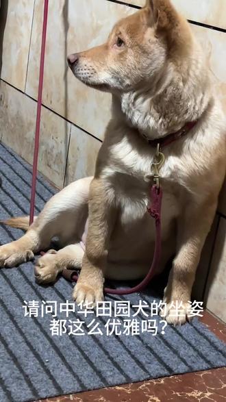 它为什么要这样坐呢#家有中华田园犬