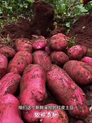 #新࿆鲜࿆采࿆摘 #家乡的味道土特产 ,#特色农产品 凉山彝族高土豆。